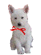 pup